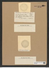 Coscinodiscus irregularis Rattr. (de-Toni-Nr.: Genus 202, Species 4861) Zeichnungen Sammlung Grunow Nr. 8613 (NHMW-BOT-W0377996)